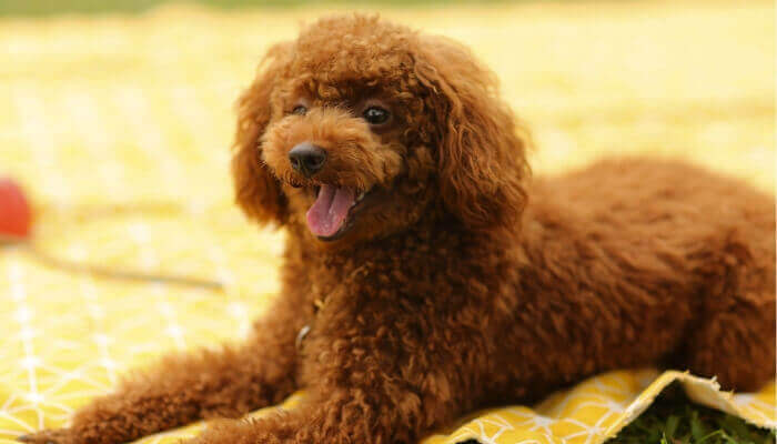 Maltese Poodles