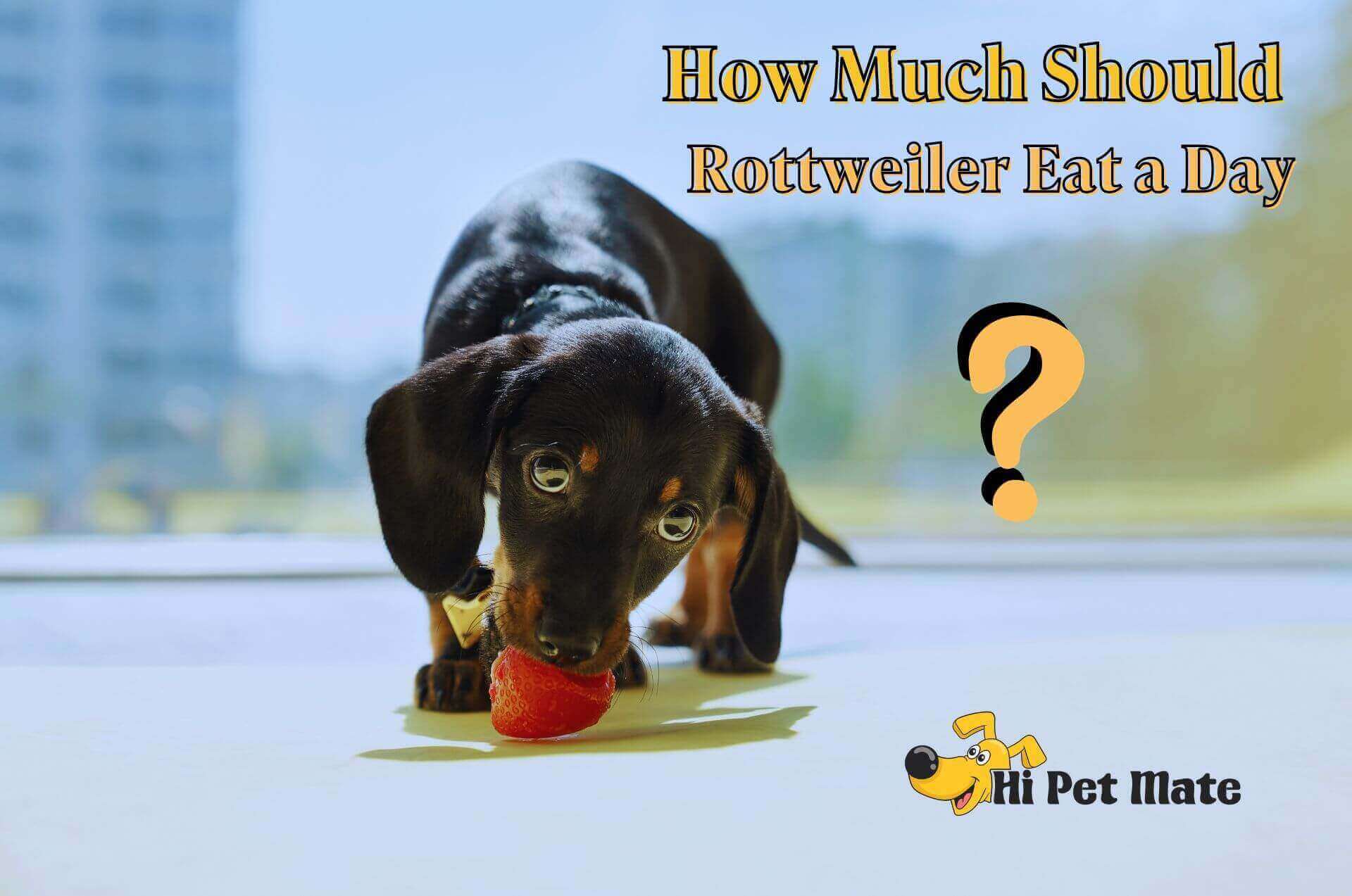 How Much Should a Rottweiler Eat a Day