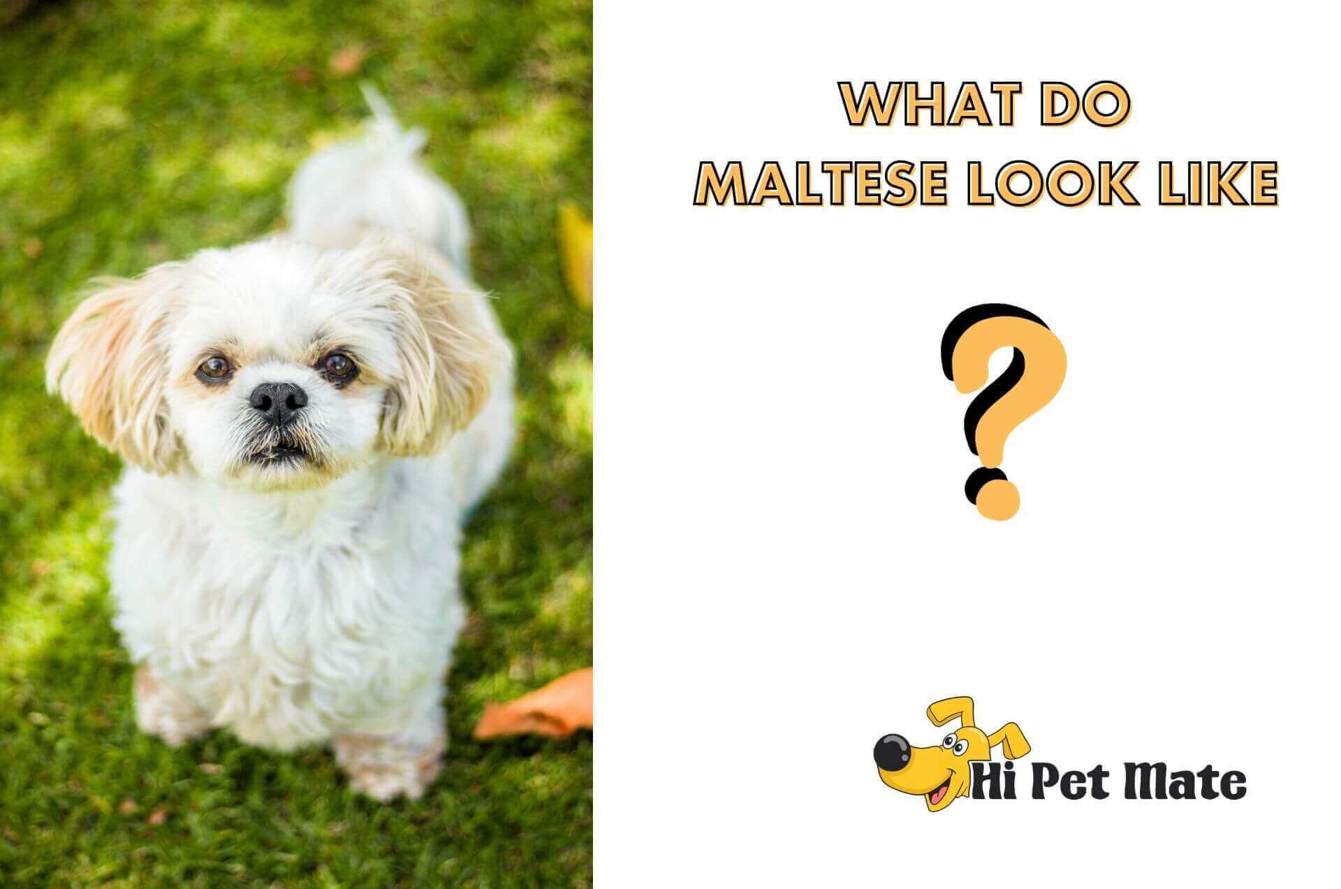 What Do Maltese Look Like