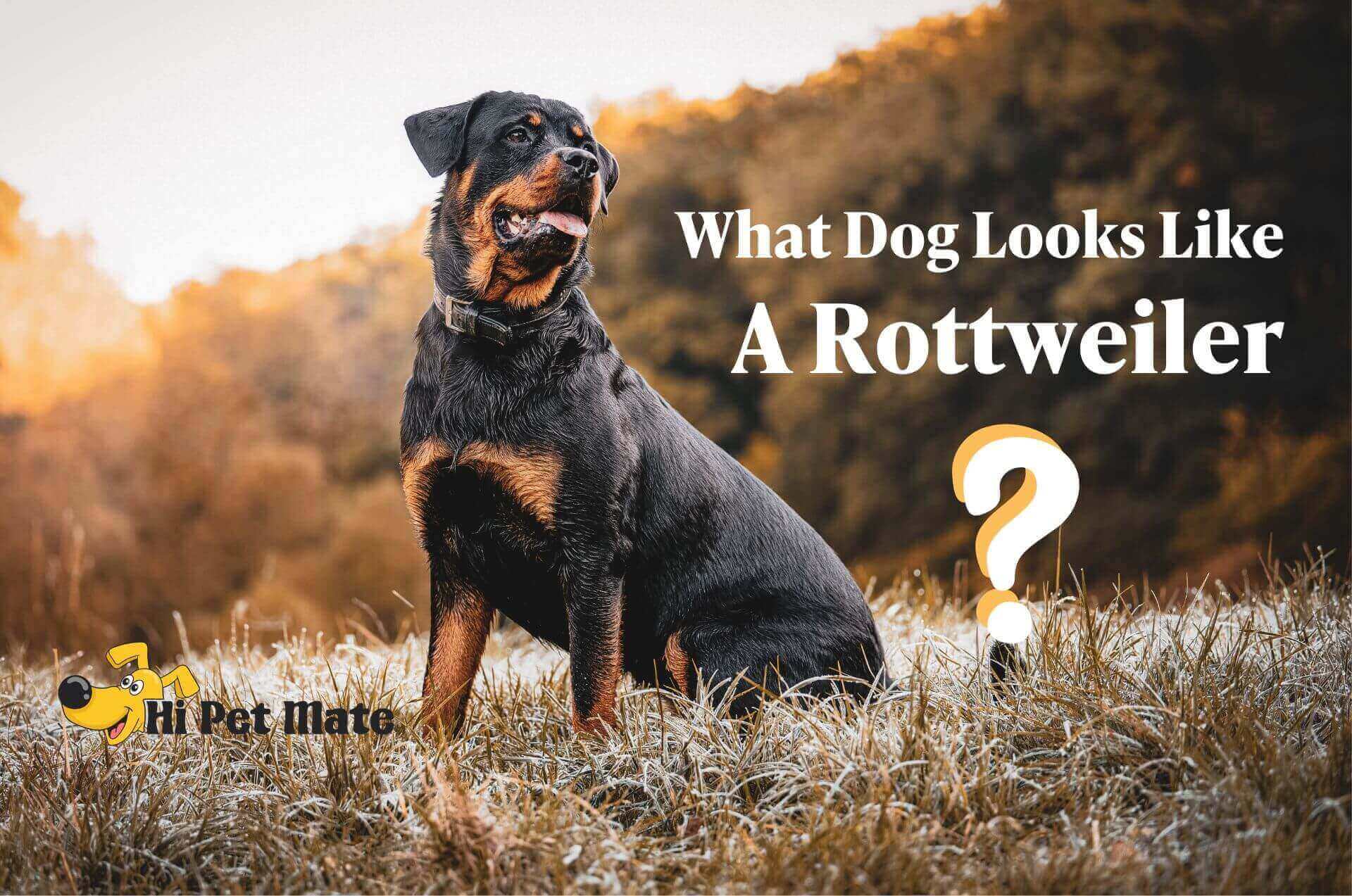 What Dog Looks Like a Rottweiler